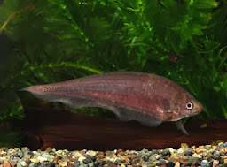 ikan belida