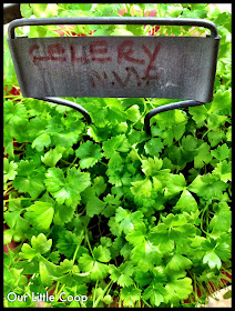 gardening microgreen garden plants celery