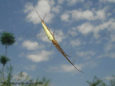 Long Jawed Spider