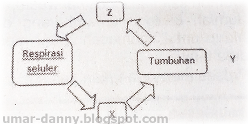 Contoh Soal PG Biologi Peminatan Kelas X Semester 2 Kurikulum 2013 Beserta JawabanPart-11