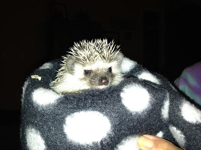 Pets in the Classroom, Hedgehogs Visit, The Schroeder Page