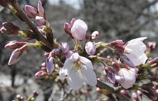 Sakura