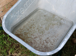 Rain water collected in the wheel barrow