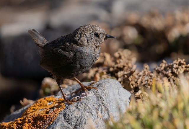 alt="churrin andino,aves de Mendoza,pajaros de mendoza,tapaculo"