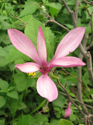 Magnolia sp.- Shubham Singh (Universe)