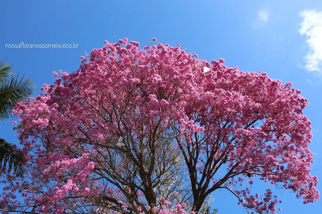 Árvore ipê--roxo com copa toda florida