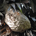 Astonishing wasp nest capture in Magul Maha Viharaya at Lahugala Sri lanka