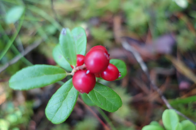 lingon dåligt fokus röda bär gröna blad skog 