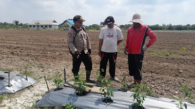 Personil Polsek Kuala Kampar IPTU Hasoloan Samosir Adakan Pelatihan  Aplikasi  Pupuk Organik Ke Petani Cabai