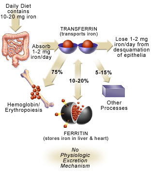 iron deficiency anemia  symptoms