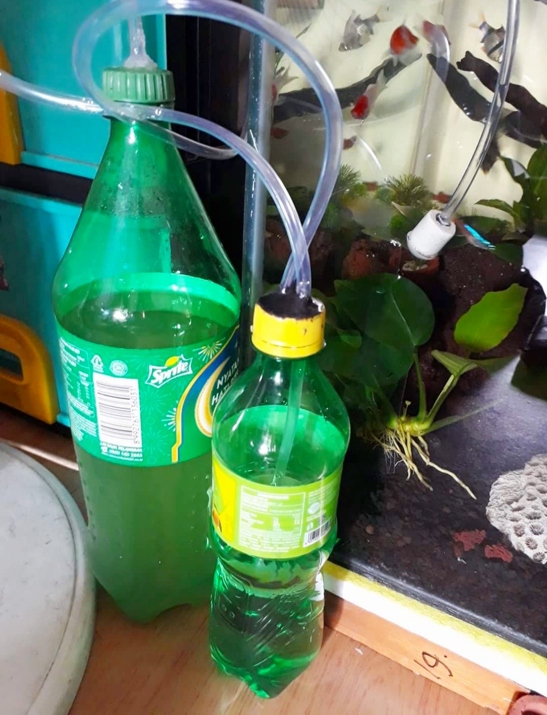 Cara Membuat CO2 Aquascape DIY Murah Mudah dan Tahan Lama 