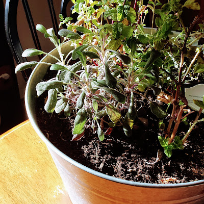 Herbs in large galvanized bucket.  ©2017 She Must Make Art.  Christy Sheeler