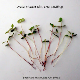 Drake Chinese Elm Tree Seedlings