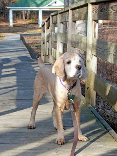 spaniel with short hair