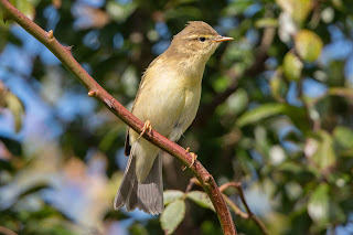 Chiffchaff DFBridgeman