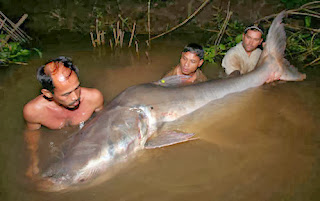 Ikan-ikan raksasa yang mungkin akan menghilang di bumi ini....!!!