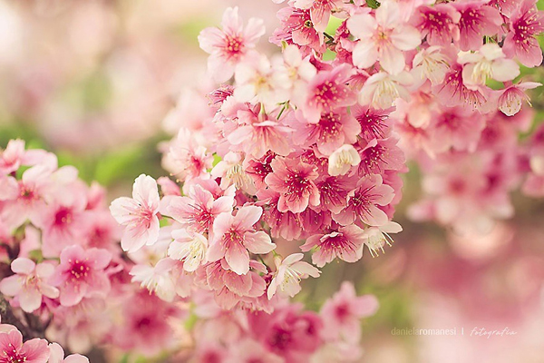  Gambar  Bunga  Sakura  Wallpaper Bunga  Sakura  Cantik