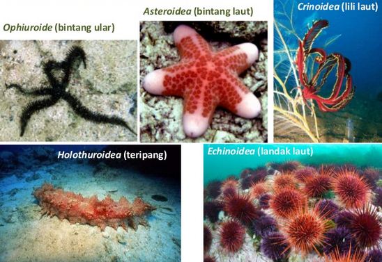 Macam-macam Contoh Klasifikasi Hewan Invertebrata (Hewan 