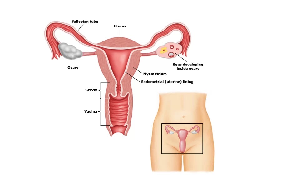 Foto organ reproduksi wanita bagian dalam