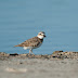 Wilson's Plover, #50/50