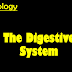 Digestive Physiology