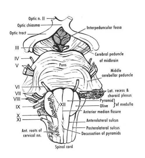 Brain Stem Anatomy6