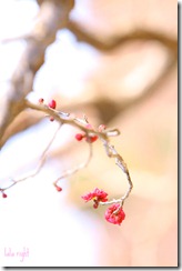 桜はまだかいな。