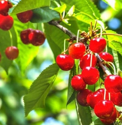 pohon barbados cherry istimewa Solok