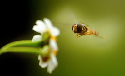 Fotografías de insectos como Arañas, Abejas, Moscas, Catarinas, y Gusanos