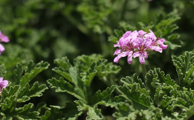 Pelargonium Graveolens Flowers Pictures