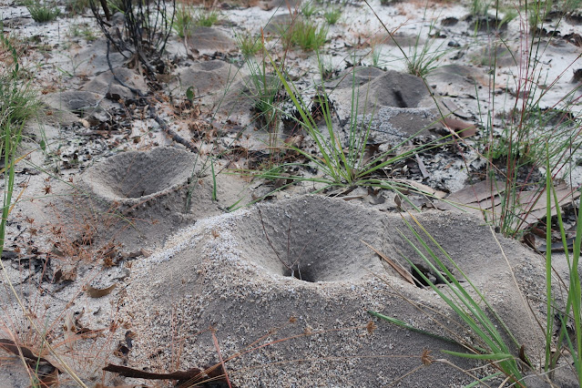 Huge ant craters in sandy soil