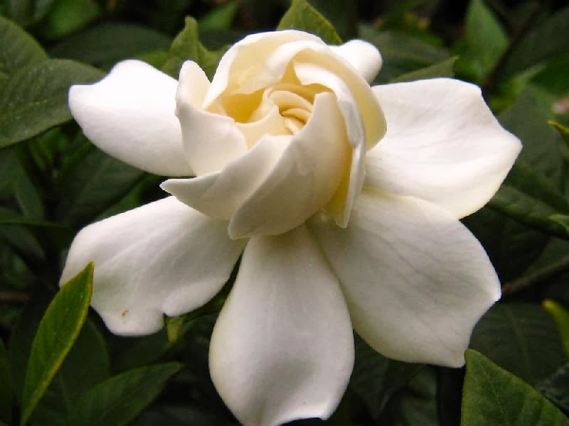 La gardenia blanc