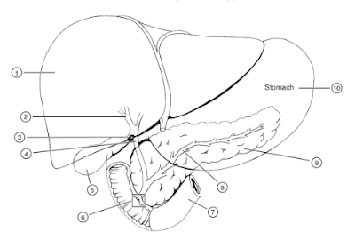 Labelled diagram of liver | Liver images | Human liver diagram