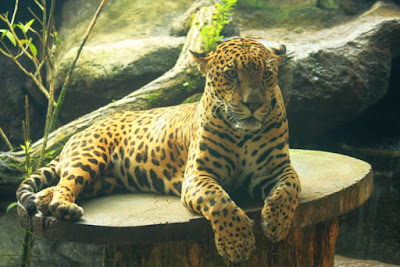 Jaguar en Costa Rica