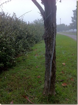 web sideshot