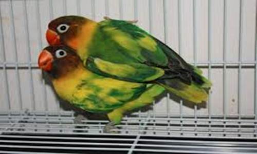 http://miefbird.blogspot.com/2016/09/lovebird-blorok-informasi-harga-dan.html