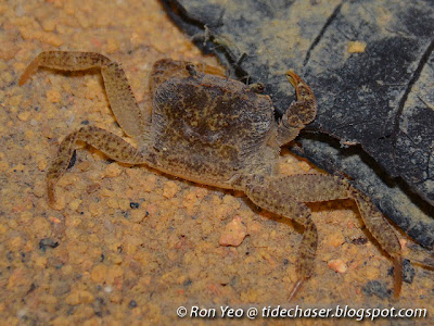 Johnson's Freshwater Crab (Irmengardia johnsoni)