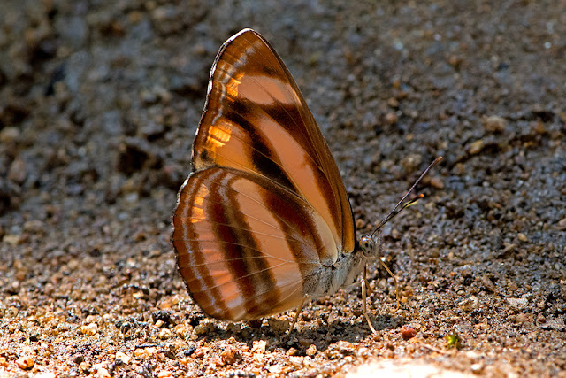 Lasippa viraja the Yellow-jak Lascar butterfly
