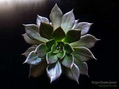 Suculenta Echeveria 'Black Prince'