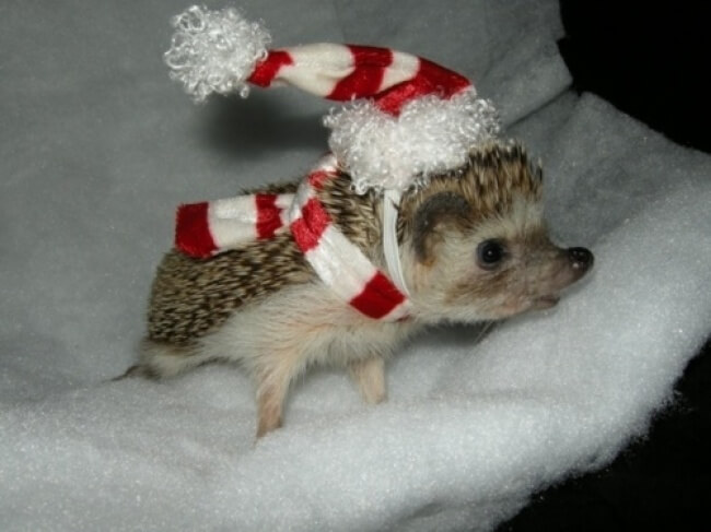 25 Thrilling Images That Made Our Day - An adorable little hedgehog looking forward to Christmas