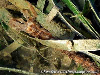 synaptid sea cucumber (Opheodesoma sp.)