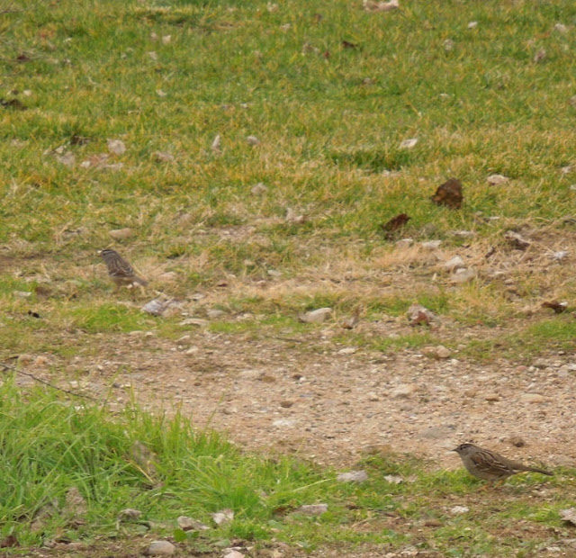 "Larry" Moore Park in Paso Robles: A Photographic Review - Birds