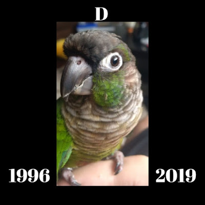 D, a green cheeked conure parrot 1996-2018