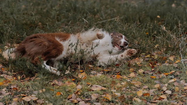 Dog Show Belly