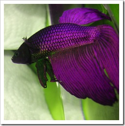 Betta-Fish-Picture-25