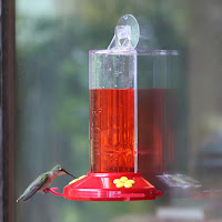 Feeder Hummingbird