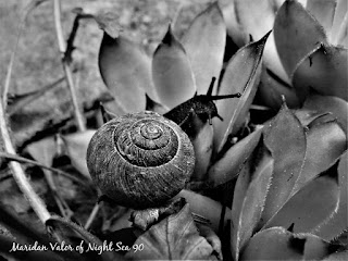 Random pictures, first animals of summer; black and white photo of black snail. See blog post for more.