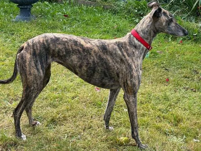 Greyhound dog