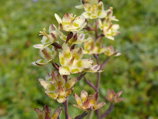 Zigadène glauque - Anticlea elegans - Zigadène élégant