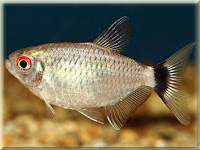 Red Eye Tetra Fish Pictures